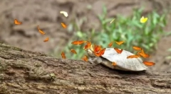 Cuda natury: amazon butterflies, którzy piją łzy żółwie (3 zdjęcia + 2 wideo)